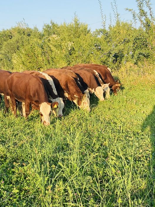 Продам породистых бычков