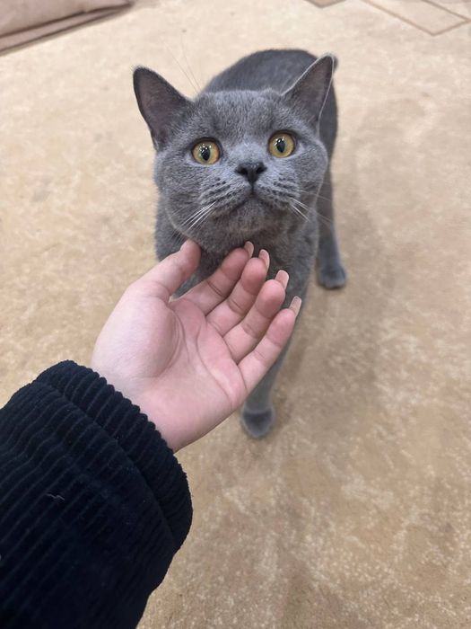 Британский кот, 6 месяцев