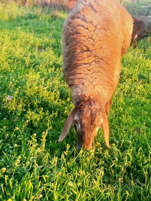 Барашек кучкар арашан