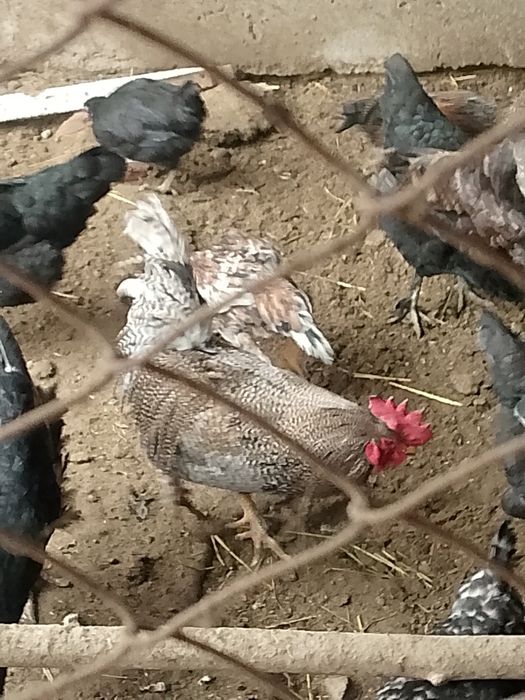 Ozimizi jaydari xoroz sotiladi