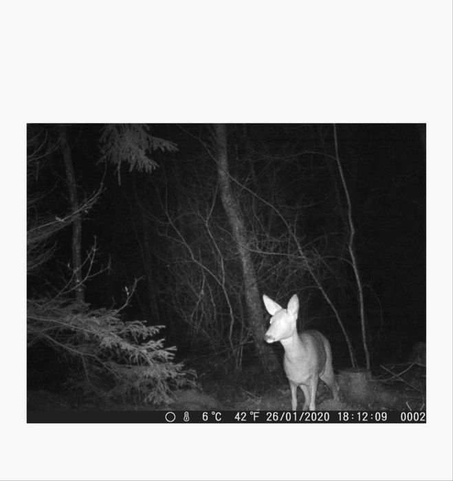 Camera pentru vanatoare biltema