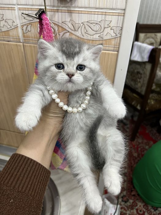 Котята скотиш фолд