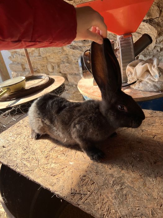 Iepure uriasi belgian