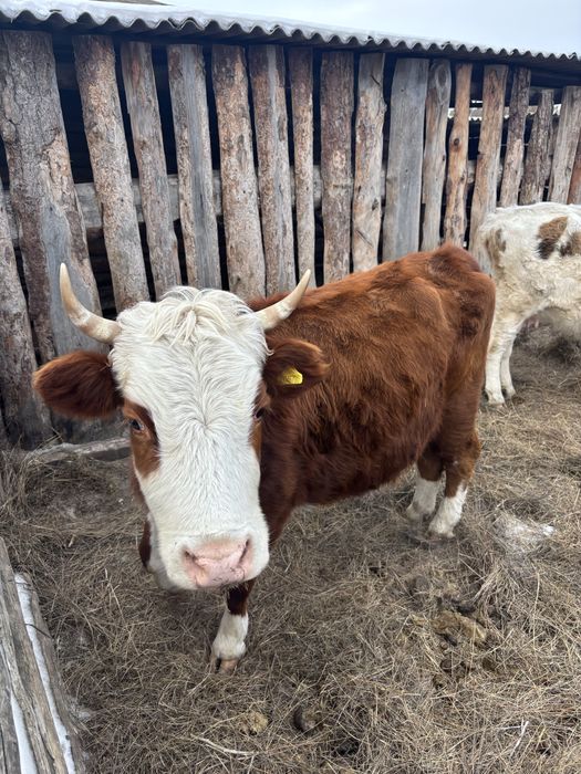 Коровы дают много молока и телята у них хорошие, приезжайте смрите …..