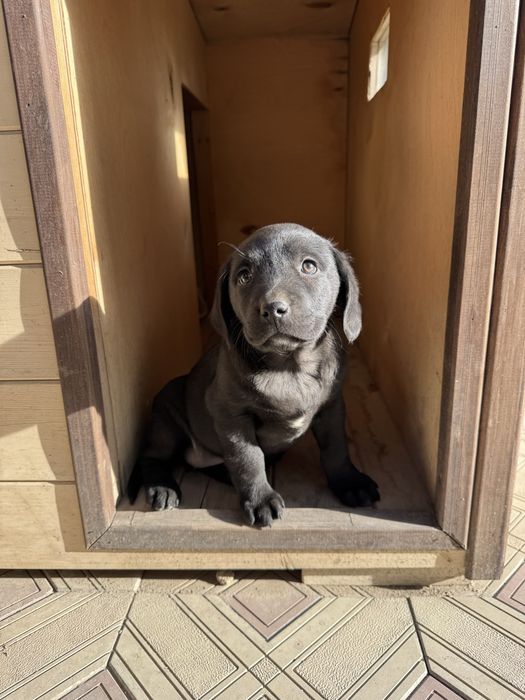 Щенок лабрадора ретривера