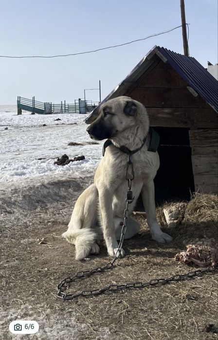 Щенок алабай/кангал