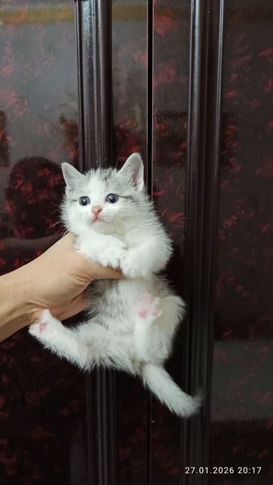 Ширингина мушукчалар