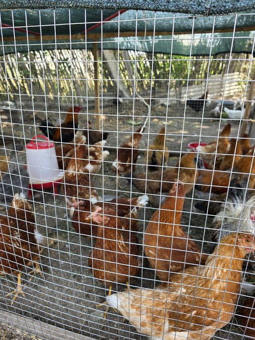 Продам курей Ломан браун