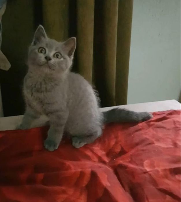 Шотландские девочки, 2мес голубой окрас