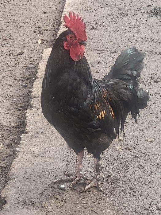 Продам обычных петухов