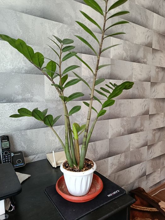 Продам замиокулькас