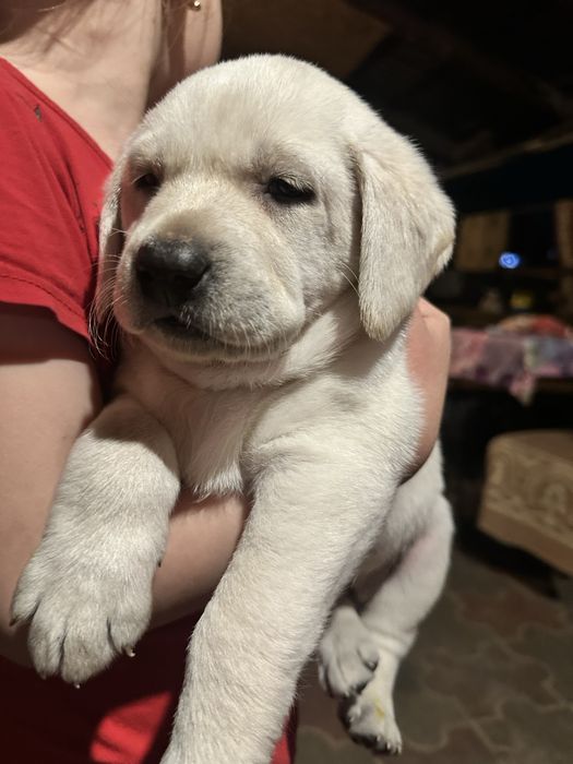 Девочка лабрадор