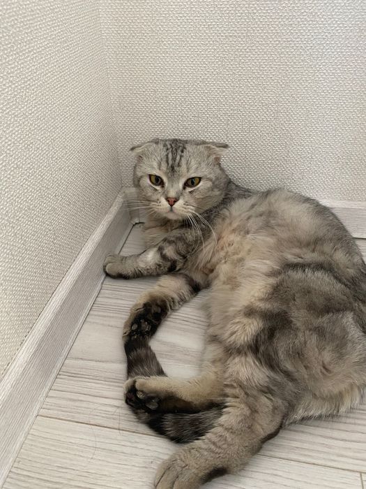 отдам кота бесплатно