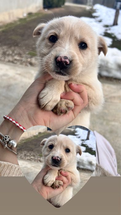 De donat. Au  primul vaccin. Talie medie-mare