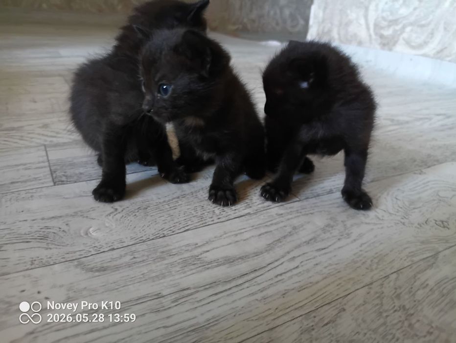 отдам котят даром