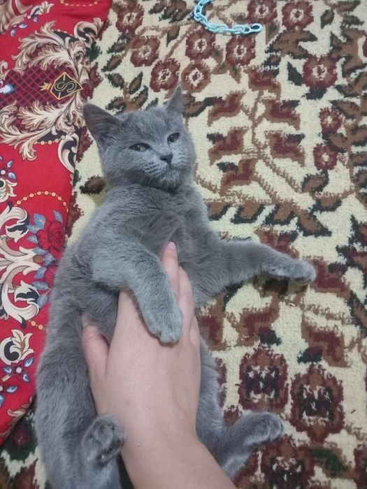 Britanski mushuk SOTILADI!!