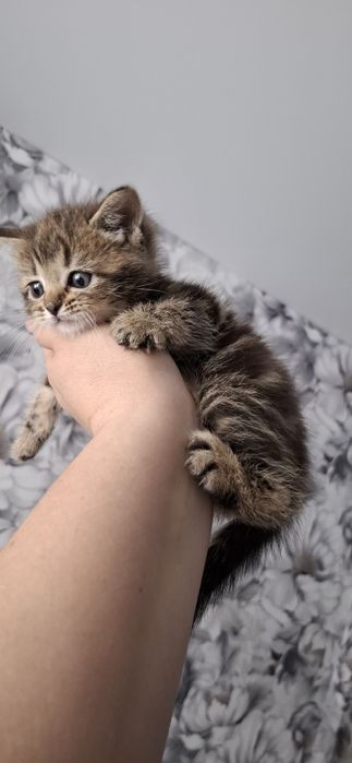 Британские ласковые котята