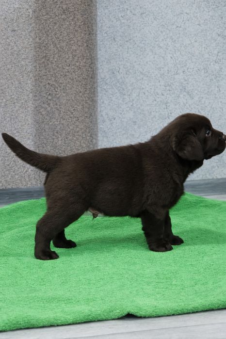 Продам щенков породы Лабрадор-ретривер