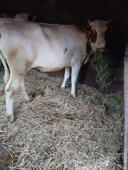 Junininci red holstein 12 luni