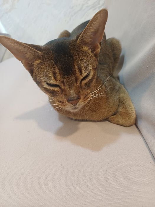 Абиссинская кошка
