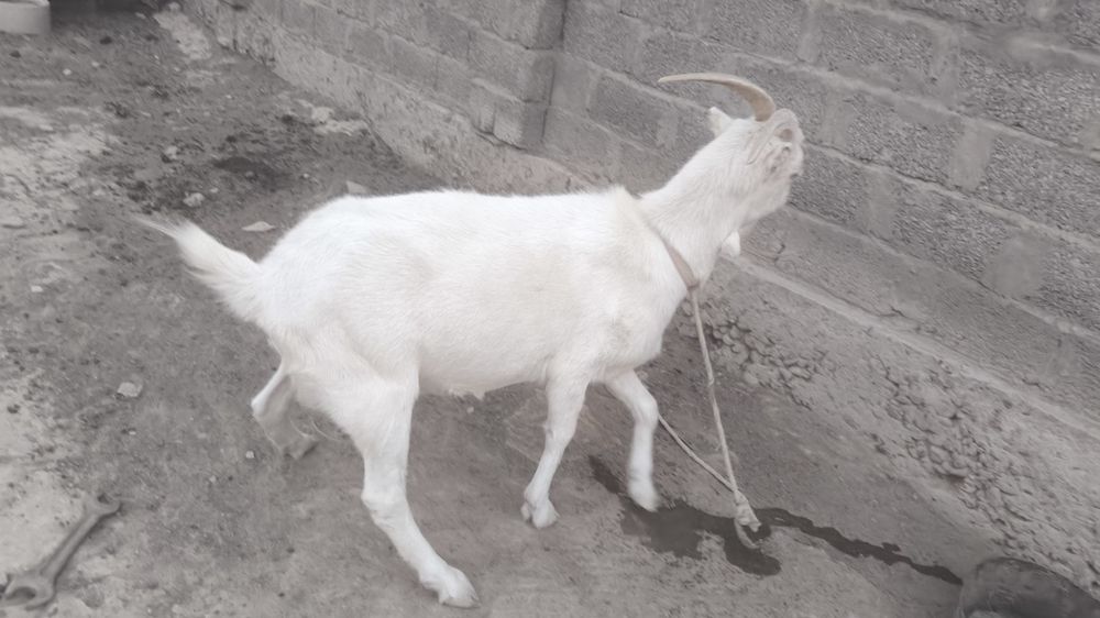 Сутті сауынды орыс ешкі