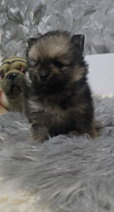 Мальчик Померанский шпиц