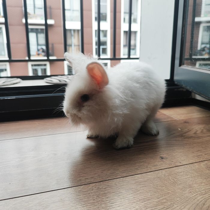 Продаем декоративного кролика