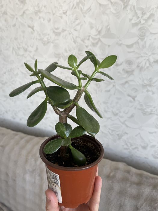 Комнатные цветы Толстянка Аихризон