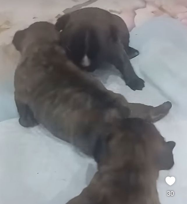 Щенки Французского бульдога