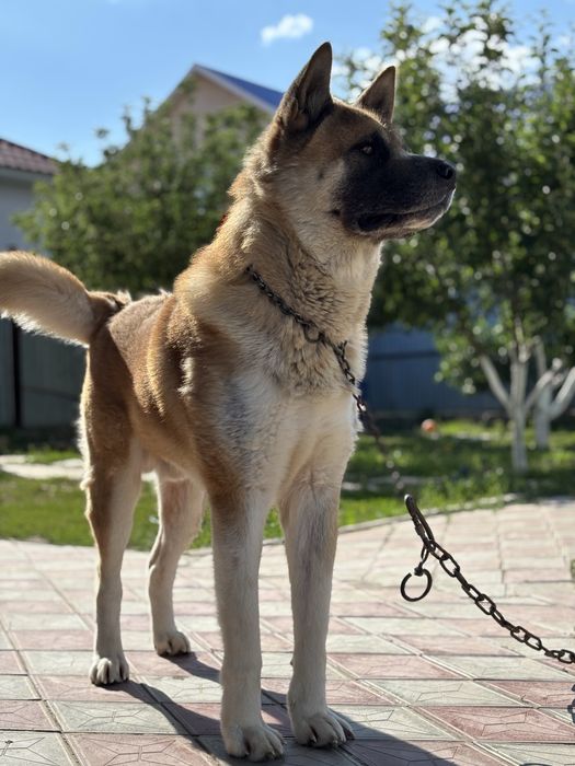 Вязка Американская Акита