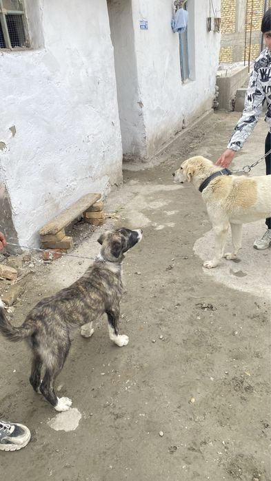 alabay bolasi sotiladi erkak#