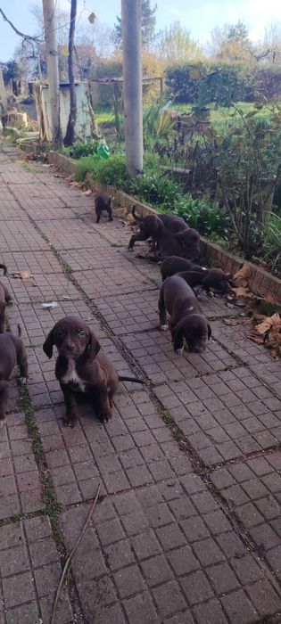 Продават се кученца Курцхар, родени на – 02.11.2025