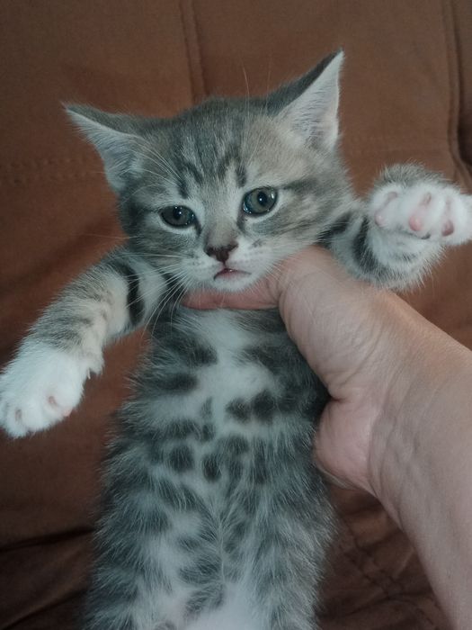 Британские котята