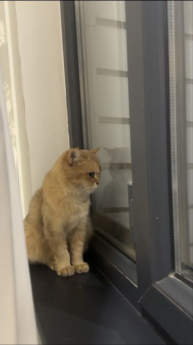 zalataya shinshilla toza zotli mushuk sotiladi