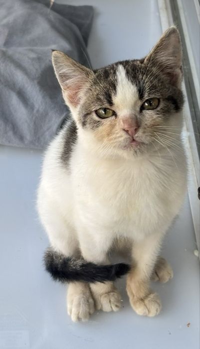 Женско коте на три месеца, търси дом