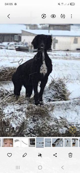 Продам тазы 1,жарымда