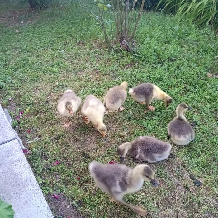 Boboci de gâscă, vârstă 2 saptamâni