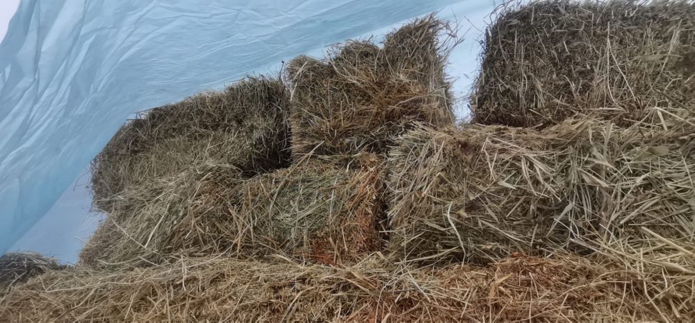 Жонашка шөп тараз