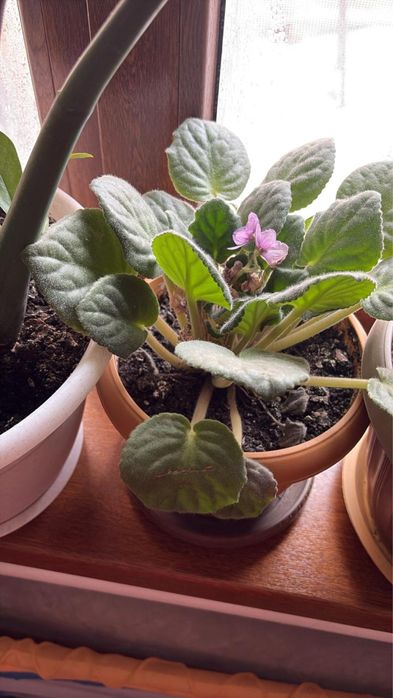 Комнатные цветы