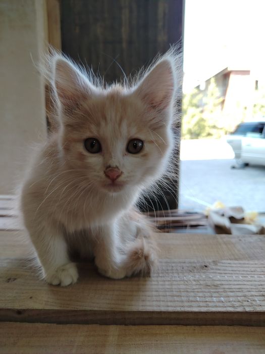 домашний котёнок