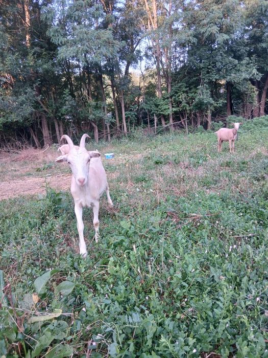 Agro  si industiale vand capre