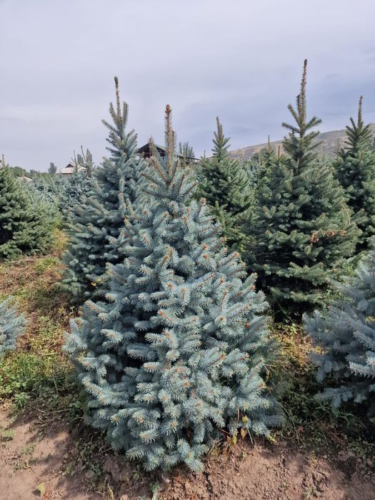 Ель саженцы голубые