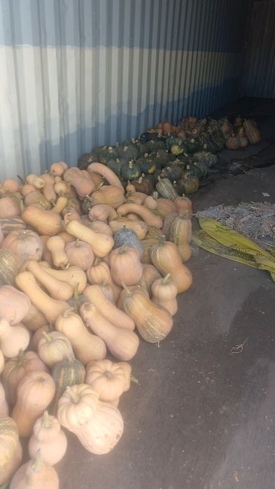 Продам тыква домашний