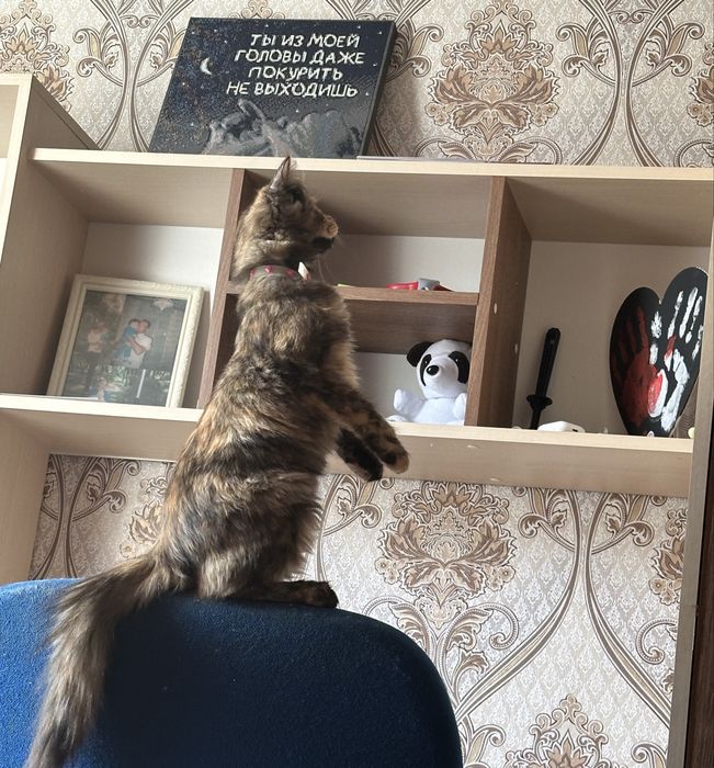 Отдам котёнка , девочку