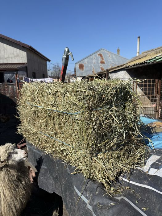 Vând baloți de lucernă
