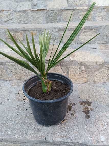 Палма - различни видове и размери палми