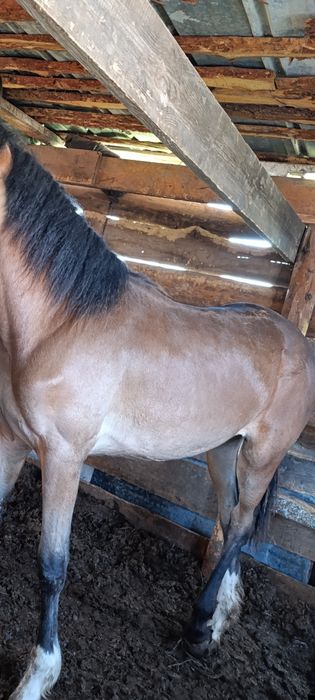 Продам Тайлар с откорма