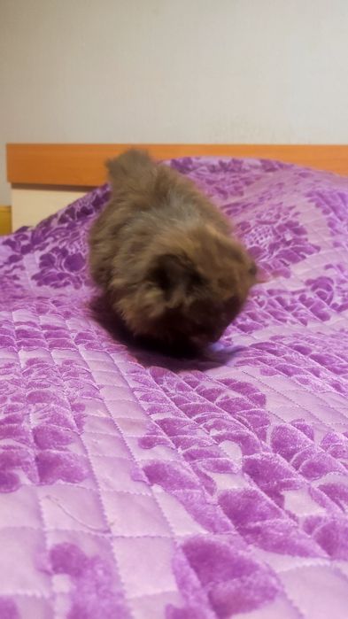 Отдам кошечку в хорошие руки