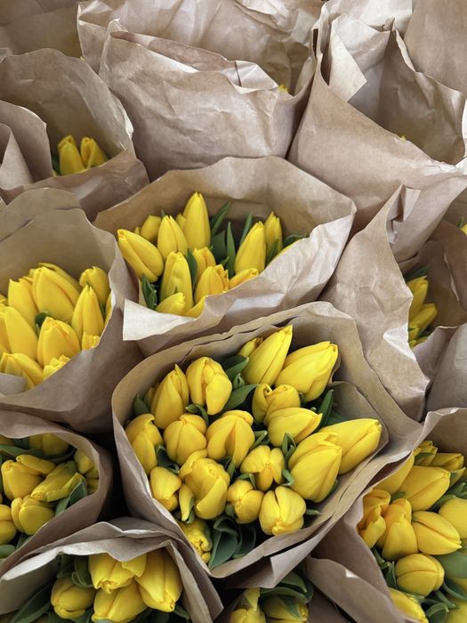 Тюльпаны предзаказы