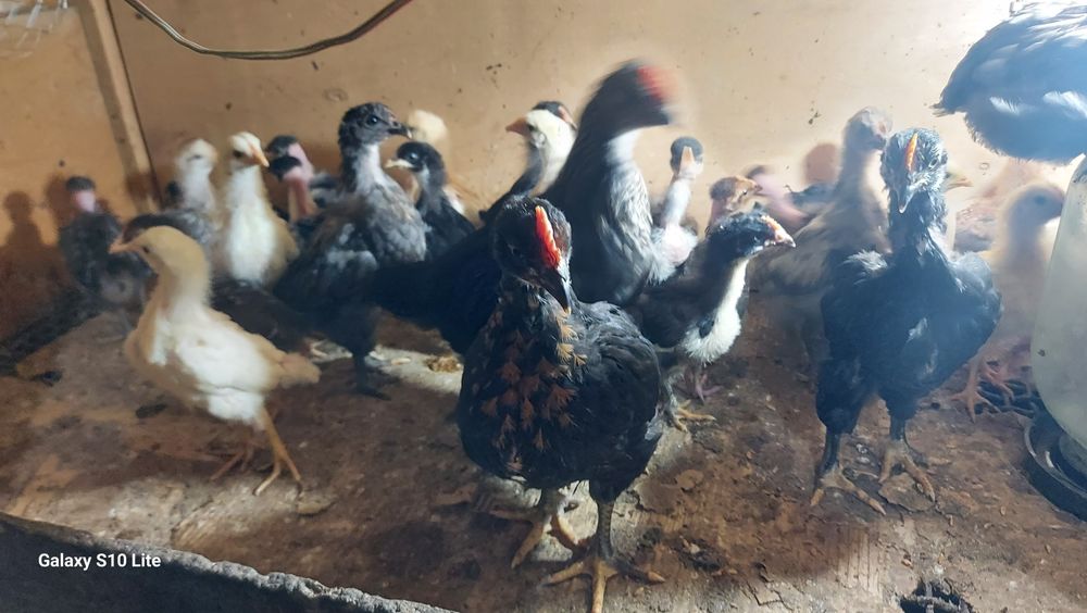 Продаються цыплята